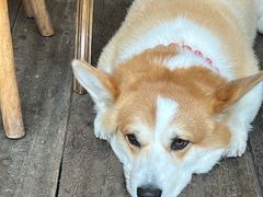 -肥朵食堂(带梦胡同店)