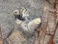 -青藏高原野生动物园