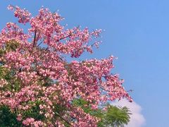 -风云岭森林公园
