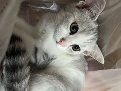 -博特宠物医院24h犬猫全科.骨科·异宠