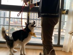 -Husky Go! 哈士奇体验馆·宠物咖啡厅狗咖