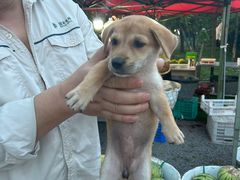 -妈妈的小作坊(陈家镇店)