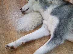 -Husky Go! 哈士奇体验馆·宠物咖啡厅狗咖