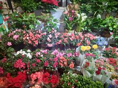 -大自然花鸟鱼虫市场