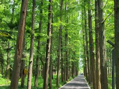 -东平国家森林公园