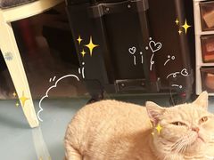 -飞行喵MR PILOT|猫舍·猫咖(静安大融城店)