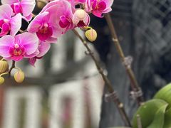 -广州兰圃