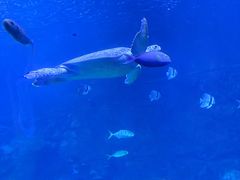 -西安曲江海洋极地公园