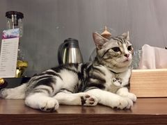 -咖法森林·咖啡  酒吧(天河店)