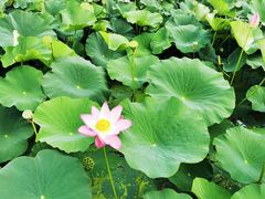 -北纬44度·金珠花海休闲农业旅游景区