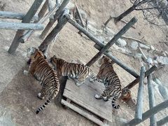 -大连森林动物园