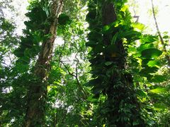 -广西壮族自治区药用植物园