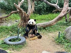-广州长隆野生动物世界