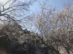 -北京凤凰岭