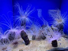 -上海海洋水族馆