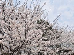 -径山花海