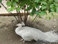 -哈尔滨北方森林动物园