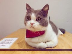 -猫色咖啡·猫咖
