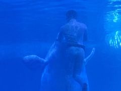-海合安武汉极地海洋公园