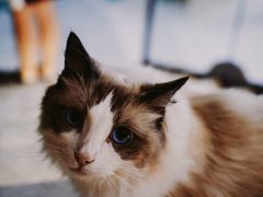 -飞行喵MR PILOT|猫舍·猫咖(静安大融城店)