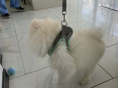 -艾吉宠物医院·疑难杂症转诊中心·猫友好(碧江路院)