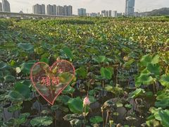 -光明小镇欢乐田园