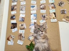-楼上猫咖(罗湖店)