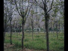 -广东花都湖国家湿地公园