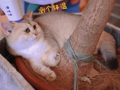 -吉丁鸟咖·异宠·寄养