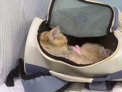 -纳吉亚猫专科动物医院·北北分院