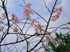 -天适樱花悠乐园