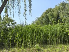 -大兴滨河森林公园