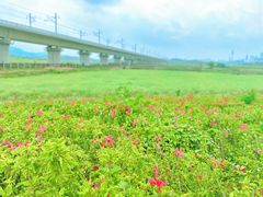 -光明小镇欢乐田园