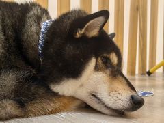 -柴迷FANS CLUB·柴犬狗咖·猫咖