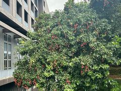 -非烤勿扰韩料自助烤肉(松山湖万科店)