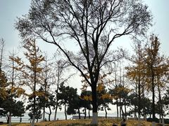 -唐岛湾公园