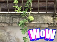 -遥桥古堡