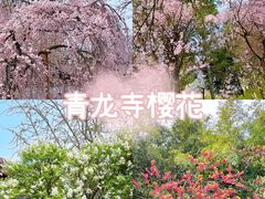 -西安青龙寺遗址景区