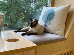 -猫和宫(六道口店)