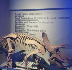 -恐龙探索乐园(磁器口店)