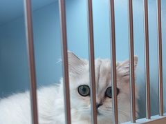 -FAELING PETS美天灵宠物(合生汇店)
