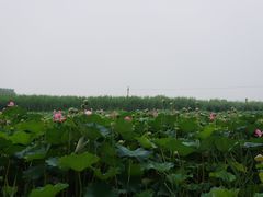 -白洋淀景区