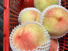 -南汇水蜜桃采摘(大团店)