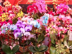 -越秀西湖花市(广州城市广场花卉店)