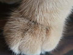 -飞行喵MR PILOT|猫舍·猫咖(静安大融城店)
