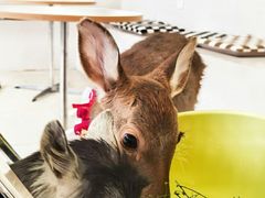 -怪兽屋·羊驼·猫咖·狗咖(俊华广场店)