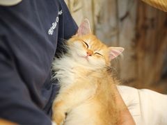 -楼上猫咖(罗湖店)