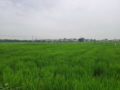 -桤木河湿地公园