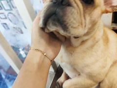 -柯斗斗主题餐厅·狗咖·围炉煮茶·茶饮(国瑞升平里店)