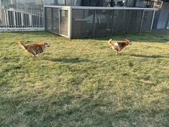 -百好乐宠物友好餐厅(朝外大街店)